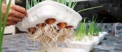 A quick way to grow onions and garlic per feather in disposable containers