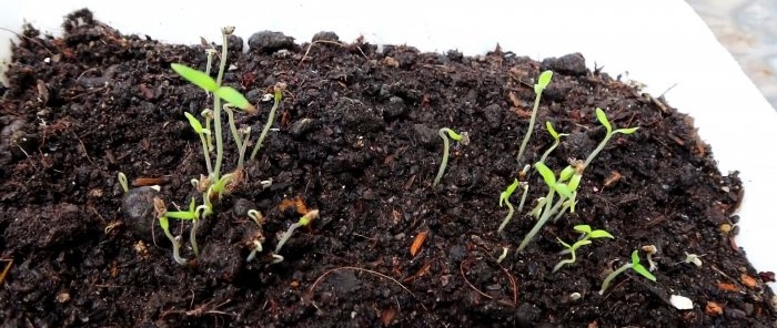 A method of growing tomatoes from seeds in hanging PET bottles. Suitable even for apartments and balconies.