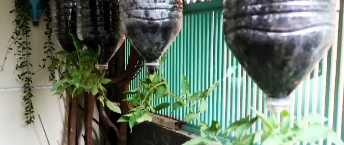 A method of growing tomatoes from seeds in hanging PET bottles. Suitable even for apartments and balconies.