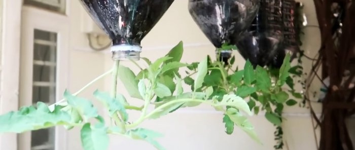 A method of growing tomatoes from seeds in hanging PET bottles. Suitable even for apartments and balconies.