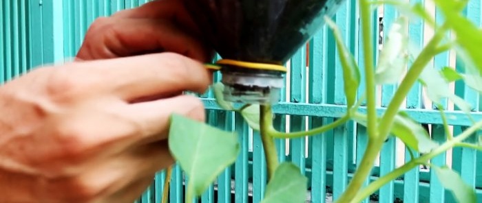 A method of growing tomatoes from seeds in hanging PET bottles. Suitable even for apartments and balconies.