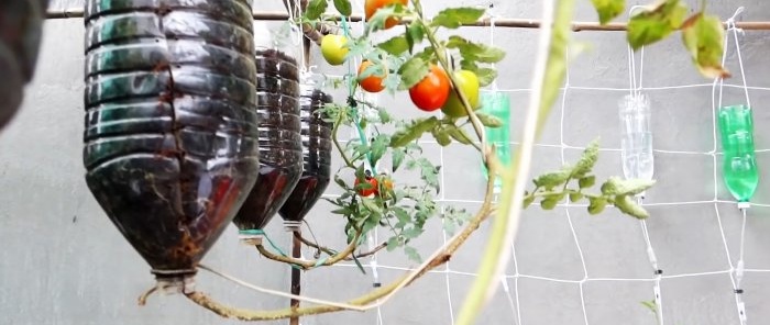 A method of growing tomatoes from seeds in hanging PET bottles. Suitable even for apartments and balconies.