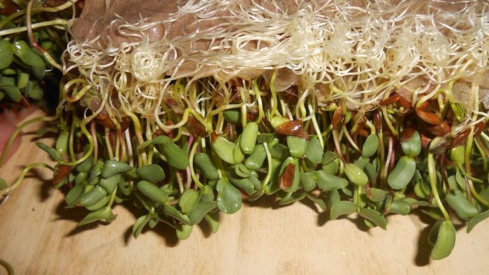 Microgreens flax microgreens on the windowsill personal experience