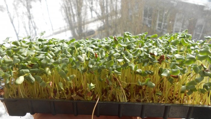 Microgreens flax microgreens on the windowsill personal experience