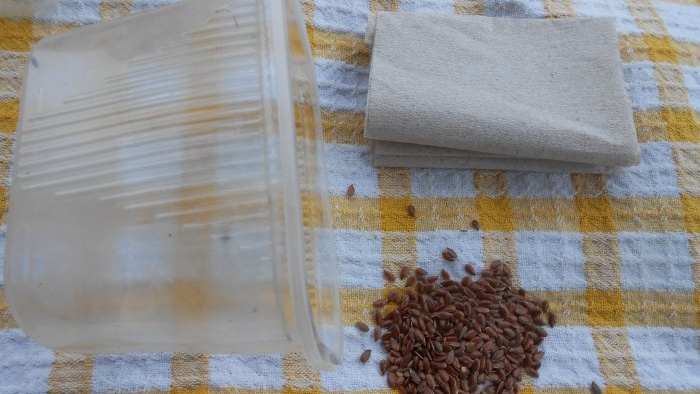 Microgreens flax microgreens on the windowsill personal experience