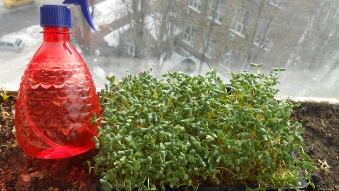 Microgreens flax microgreens on the windowsill personal experience