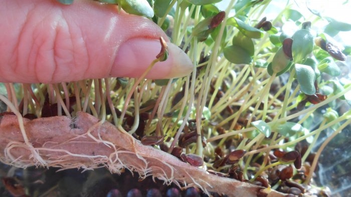 Microgreens flax microgreens on the windowsill personal experience