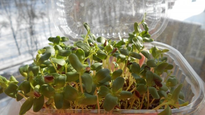 Microgreens flax microgreens on the windowsill personal experience