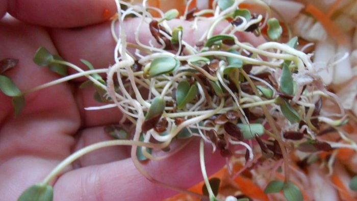 Microgreens flax microgreens on the windowsill personal experience