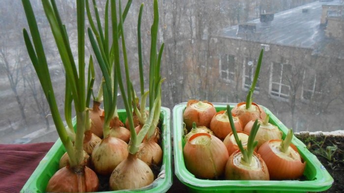 One planting for half a year Secrets and tricks of forcing onions onto greens in winter at home