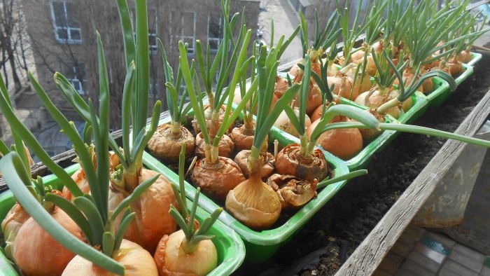 One planting for half a year Secrets and tricks of forcing onions onto greens in winter at home