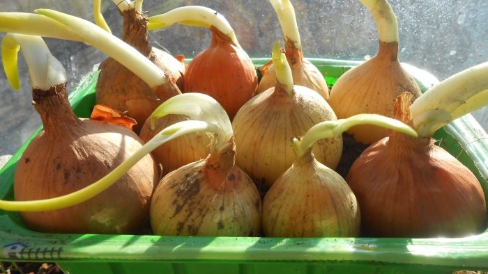 One planting for half a year Secrets and tricks of forcing onions onto greens in winter at home