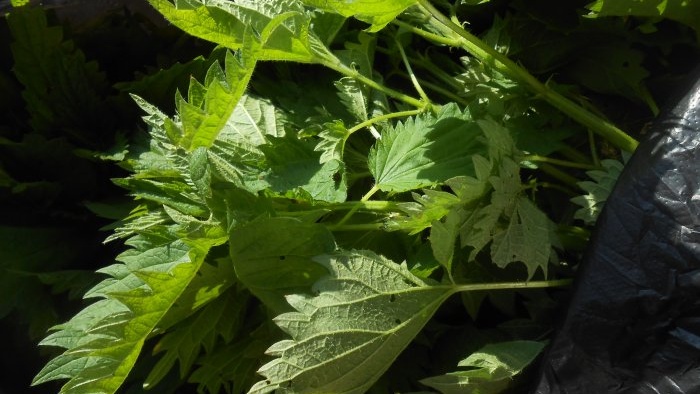 Useful liquid fertilizer from nettles with your own hands