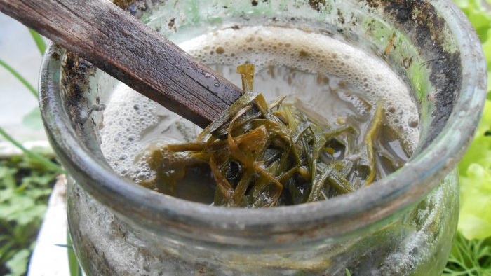 Useful liquid fertilizer from nettles with your own hands