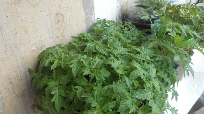 Useful liquid fertilizer from nettles with your own hands