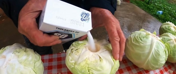 A new way to ferment large quantities of cabbage using a drill