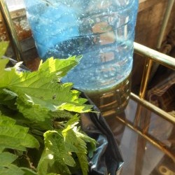 Useful, liquid fertilizer from nettles with your own hands