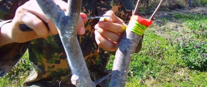 How to easily graft a tree using a drill - a method that always works