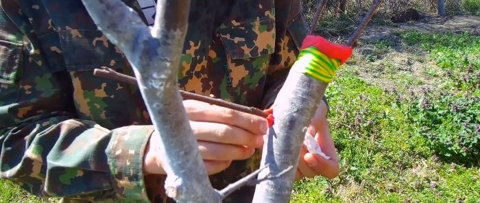 How to easily graft a tree using a drill - a method that always works