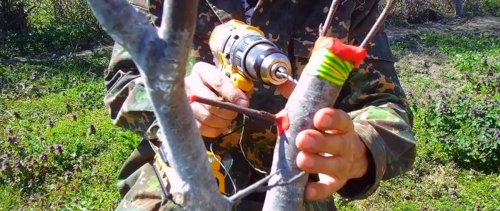 How to easily graft a tree using a drill - a method that always works