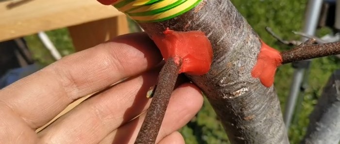 How to easily graft a tree using a drill - a method that always works