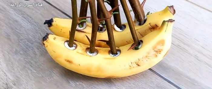 How to germinate cuttings using a banana