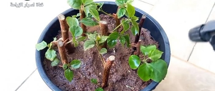 How to germinate cuttings using a banana