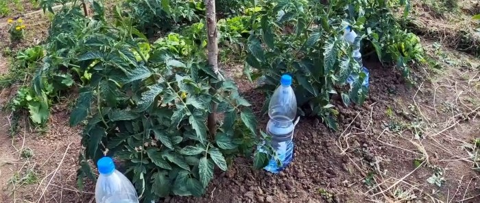 Drip irrigation system from PET bottles - will save water and increase yield