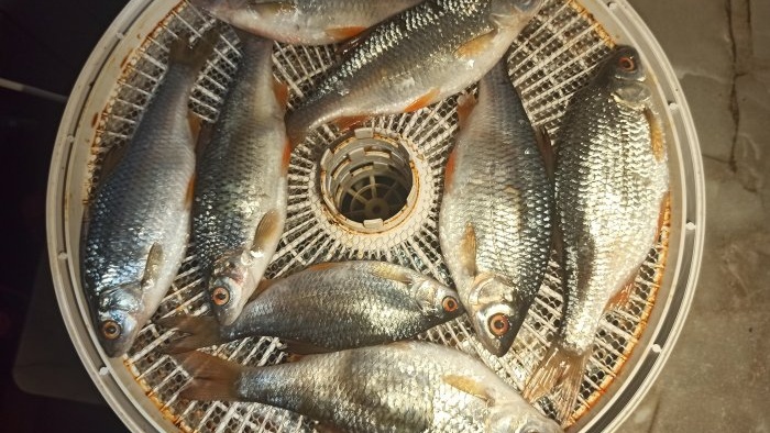 A simple way to salt and dry fish in an electric dryer