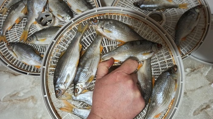 A simple way to salt and dry fish in an electric dryer