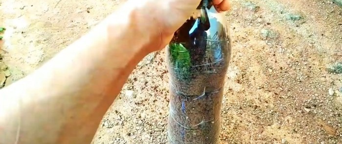 A simplified method for germinating a large number of cuttings in a bottle