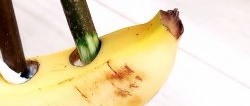 How to quickly germinate cuttings using a banana