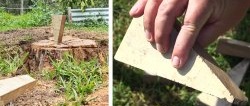 How to remove a tree stump using wooden wedges