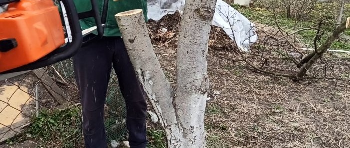 How to graft an apple tree on a thick scion in spring