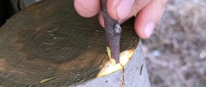 How to graft an apple tree on a thick scion in spring