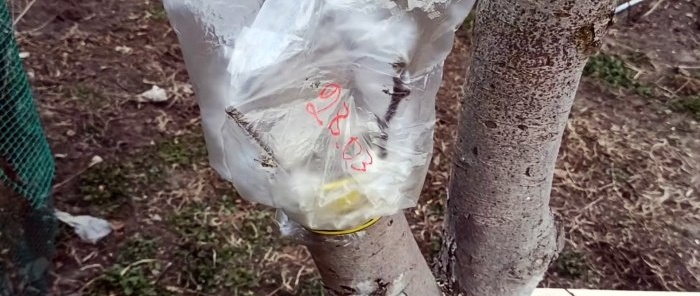 How to graft an apple tree on a thick scion in spring