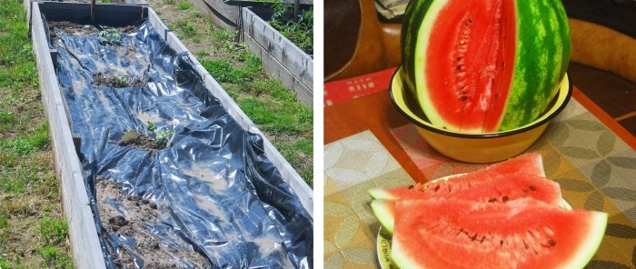 How to grow watermelon in central Russia