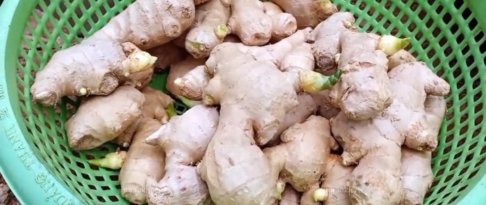 How to grow homemade ginger from store-bought ones and forget about store-bought ones for a lot of money