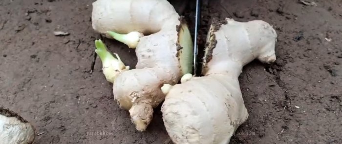 How to grow homemade ginger from store-bought ones and forget about store-bought ones for a lot of money