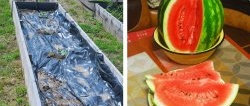 How to grow watermelon in central Russia