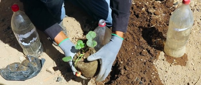 How to make root watering of plants from a PET bottle