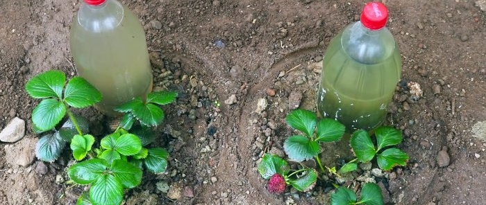 How to make root watering of plants from a PET bottle