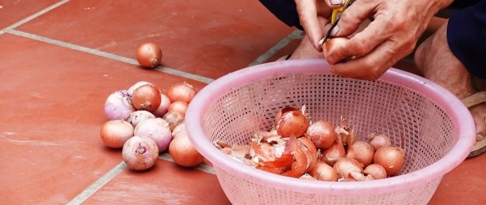 How to grow green onions without soil in a city apartment