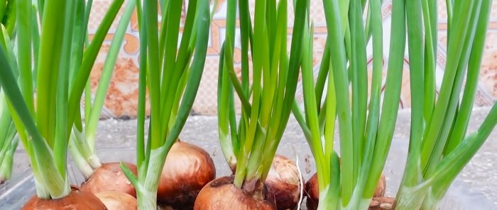 How to grow green onions without soil in a city apartment