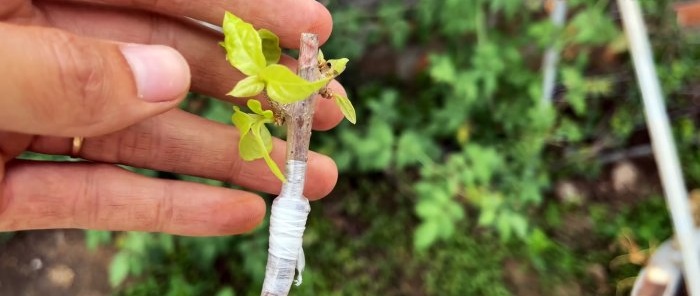 How to grow 5 colorful flowers on one bush