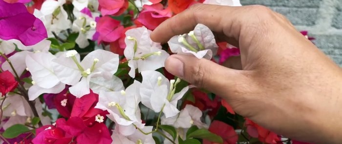 How to grow 5 colorful flowers on one bush