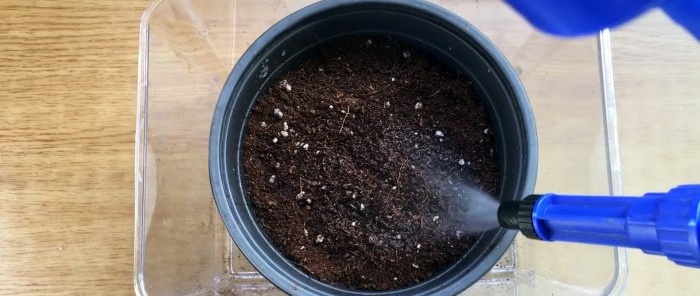 How to grow strawberries from seeds