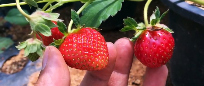 How to grow strawberries from seeds