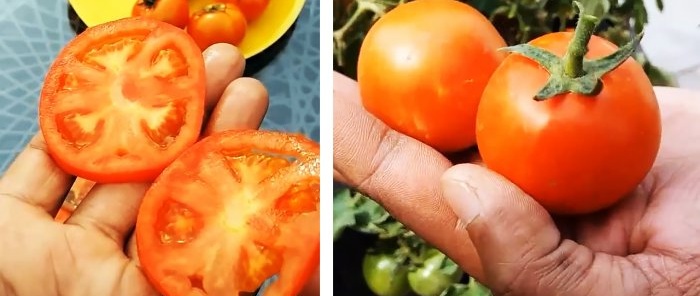 How to grow tomatoes from store-bought ones A method for those who don’t have a garden