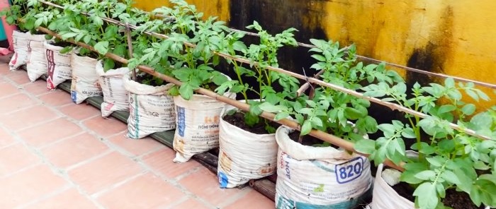 An unexpected way to grow potatoes in bags Without a plot and even on the balcony